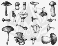 Mushrooms