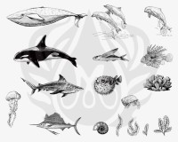 Sea Life 2