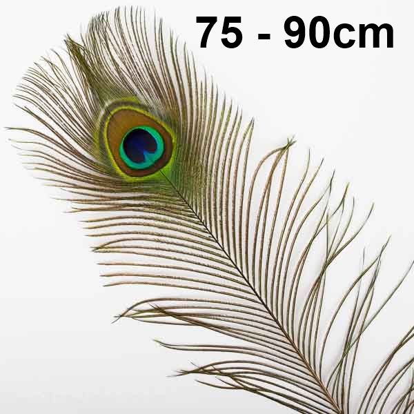 Pfaufeder, Pfauenfeder ca.75-90 cm