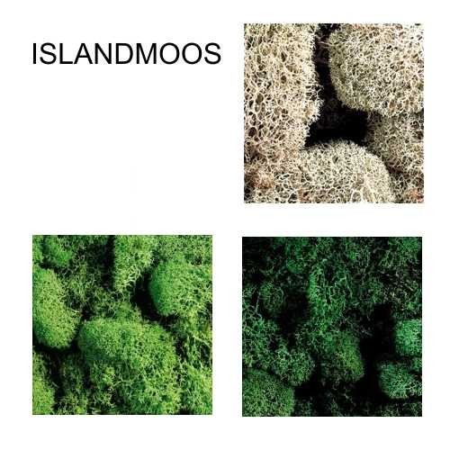 Islandmoos in 50g Beutel