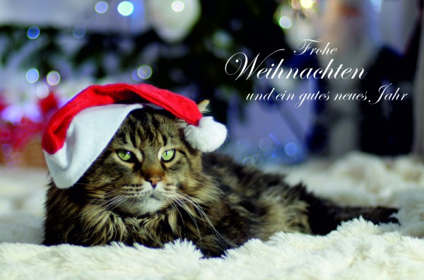 Geschenkgutschein Weihnachten Katze