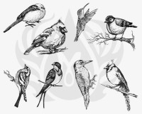 Aviary - Small Birds