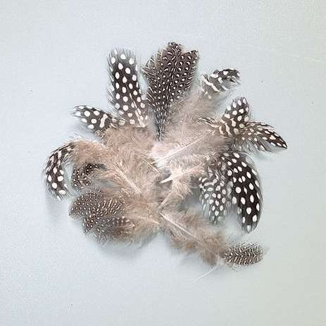 Guinea fowl feathers, assorted colors