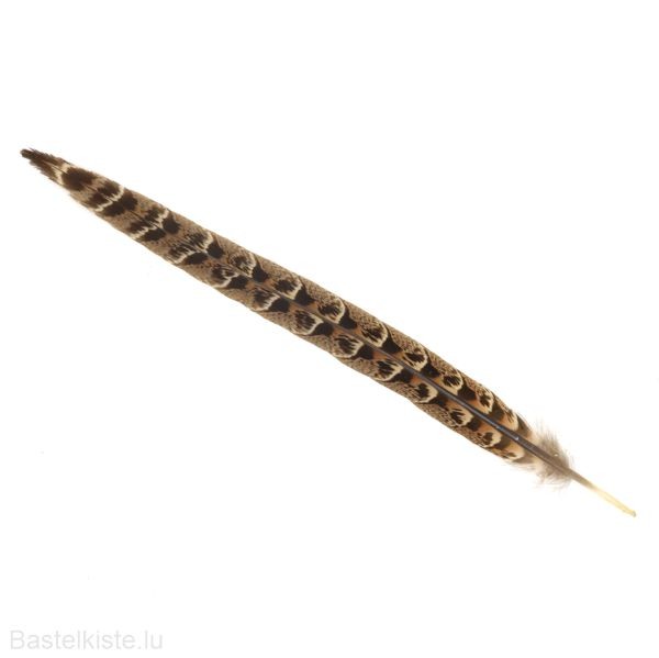 Fasanenfeder weiblich natur 20-22cm lang